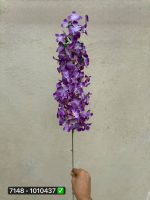 شاخه هورتانسیا