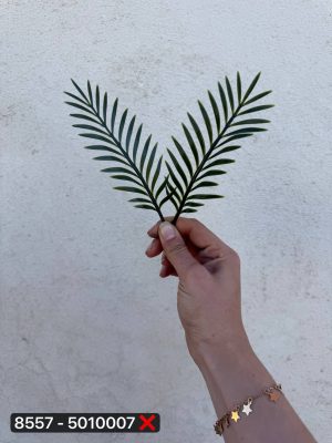 کاج سرخس ۲ بازو(پک ۱ کیلویی)