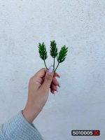 کاجی   پونه(پک ۱ کیلویی)