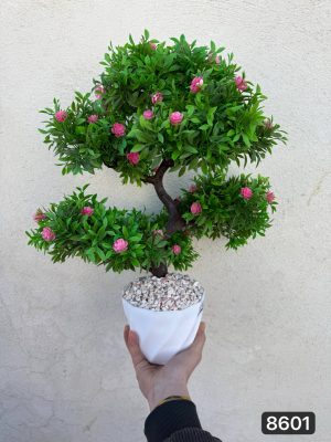 بنسای کاجی ۶کوپ گلدار