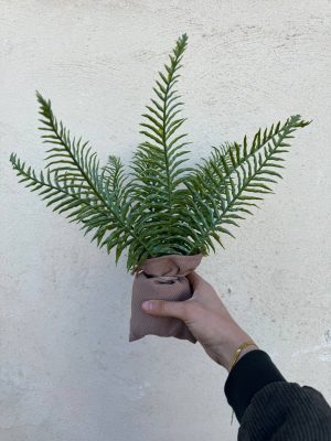 گلدونی حصیری سرخس