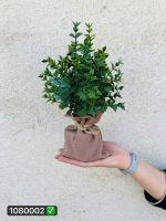 گل و گلدان حصیری شمشاد سبز