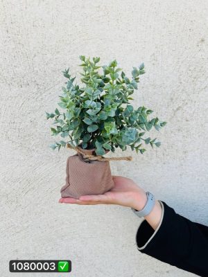گل و گلدان حصیری شمشاد مات