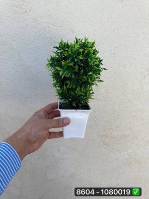 گلدان ترخون گرد