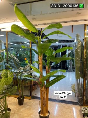 درخت موز ۲۵۰ سانت ۳تنه (بدون گلدان)