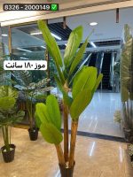 درخت موز ۱۸۰سانت ۳ تنه ( بدون گلدان )