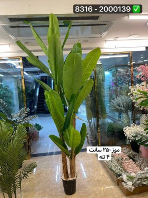 درخت موز ۲۵۰ سانت ۴تنه (بدون گلدان )