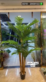 درخت کنتیا ۲۱۰سانت ۳ تنه (بدون گلدان )
