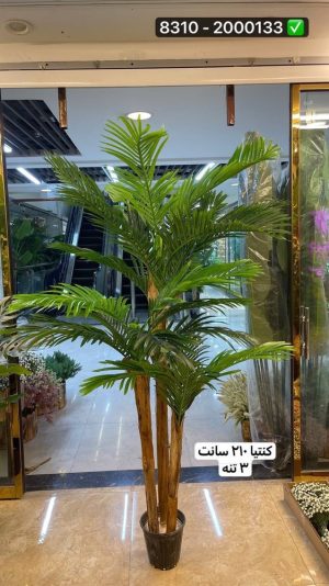 درخت کنتیا ۲۱۰سانت ۳ تنه (بدون گلدان )