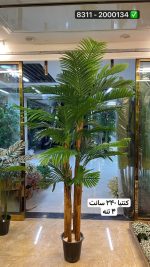 درخت کنتیا ۲۴۰ سانت ۴تنه (بدون گلدان )