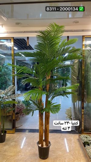 درخت کنتیا ۲۴۰ سانت ۴تنه (بدون گلدان )