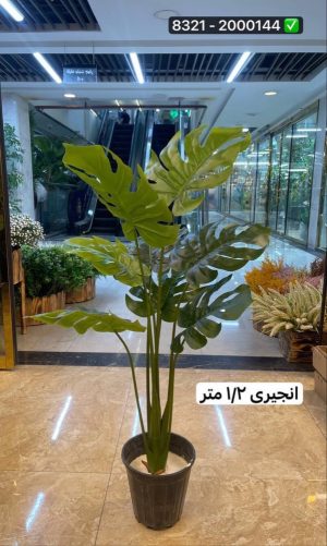 درخت انجیری ۱۲۰ سانت (بدون گلدان)