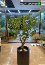 درخت پاچیرا ۱ متری (بدون گلدان )