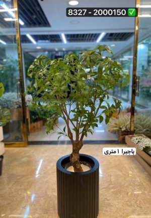 درخت پاچیرا ۱ متری (بدون گلدان )
