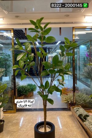 درخت لیراتا (بدون گلدان )