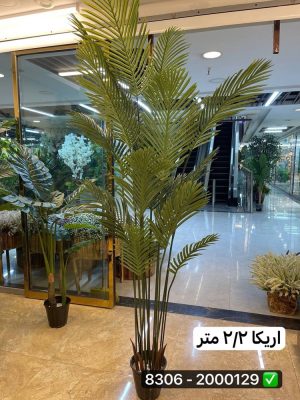 درخت اریکا ۲۲۰ سانت (بدون گلدان )