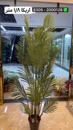 درخت اریکا ۱۸۰ سانت (بدون گلدان )