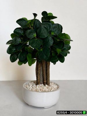 درختچه بونسای وارداتی