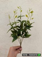 بوته برگ چای 5شاخه