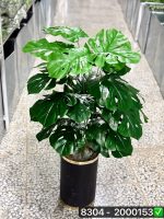 درخت انجیری 24 برگ سوپر(بدون گلدان)