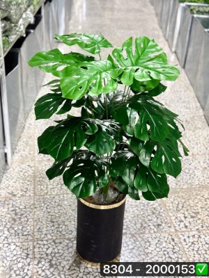 درخت انجیری 24 برگ سوپر(بدون گلدان)