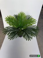 درختچه کنتیا 80 سانت (بدون گلدان)