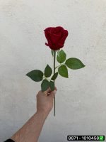 شاخه رز هلندی لمسی vip