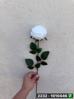 شاخه رز باکارا سفید ساقه بلند