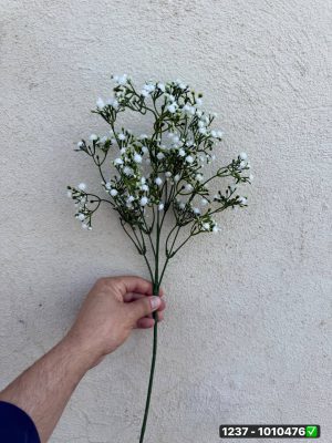 شاخه ژیپسو 5بازو
