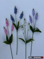 شاخه یاس 3 گل (پک 10 عددی)