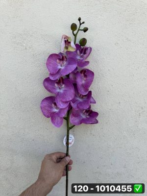 شاخه ارکیده گوشتی رنگی