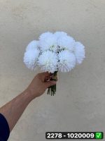 دسته داوودی 12شاخه