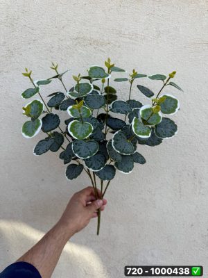 بوته اکالیپتوس ۱۲ بازو