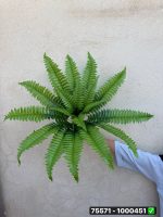 بوته سرخس 18 برگ وارداتی