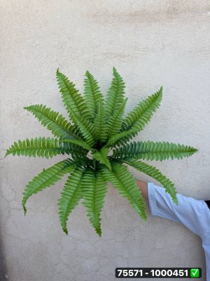 بوته سرخس 18 برگ وارداتی