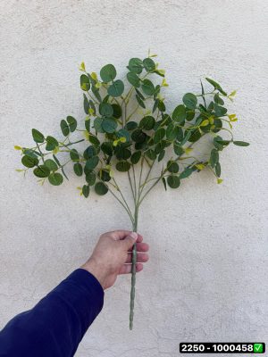 بوته اکالیپتوس لمسی لَخت