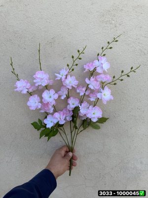 بوته شکوفه سیب 5 بازو