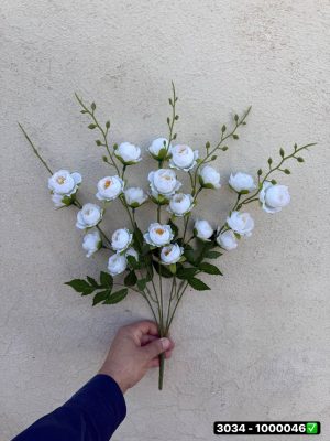 بوته نسترن فندقی خارجی
