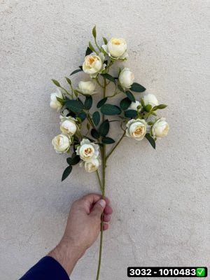 شاخه نسترن فندقی خارجی