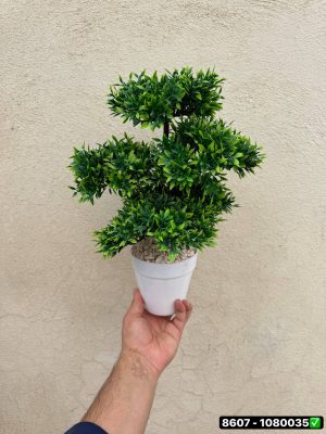 بنسای ترخون 5کپ