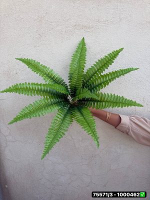 بوته سرخس 12 بازو