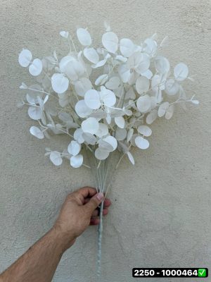 بوته اکالیپتوس سفید 7 بازو