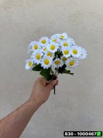 بوته بابونه 25 گل
