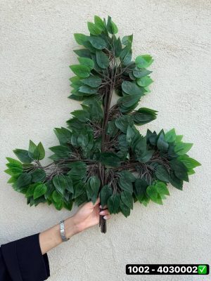 برگ بنجامین لمسی