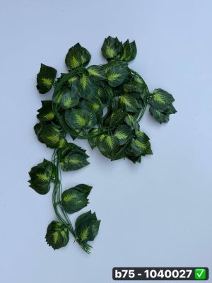 ریسه پرسی معمولی (جبن 12 تایی)