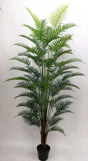 درخت کنتیا لمسی
