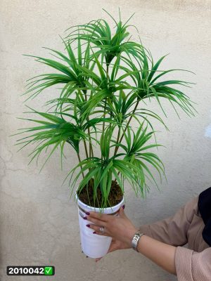 درختچه نخل مرداب با گلدان