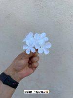 سرگل هورتانزیا مینی وارداتی(پک 50 تایی)