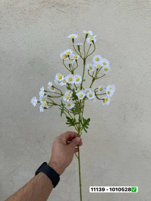 شاخه بابونه وارداتی