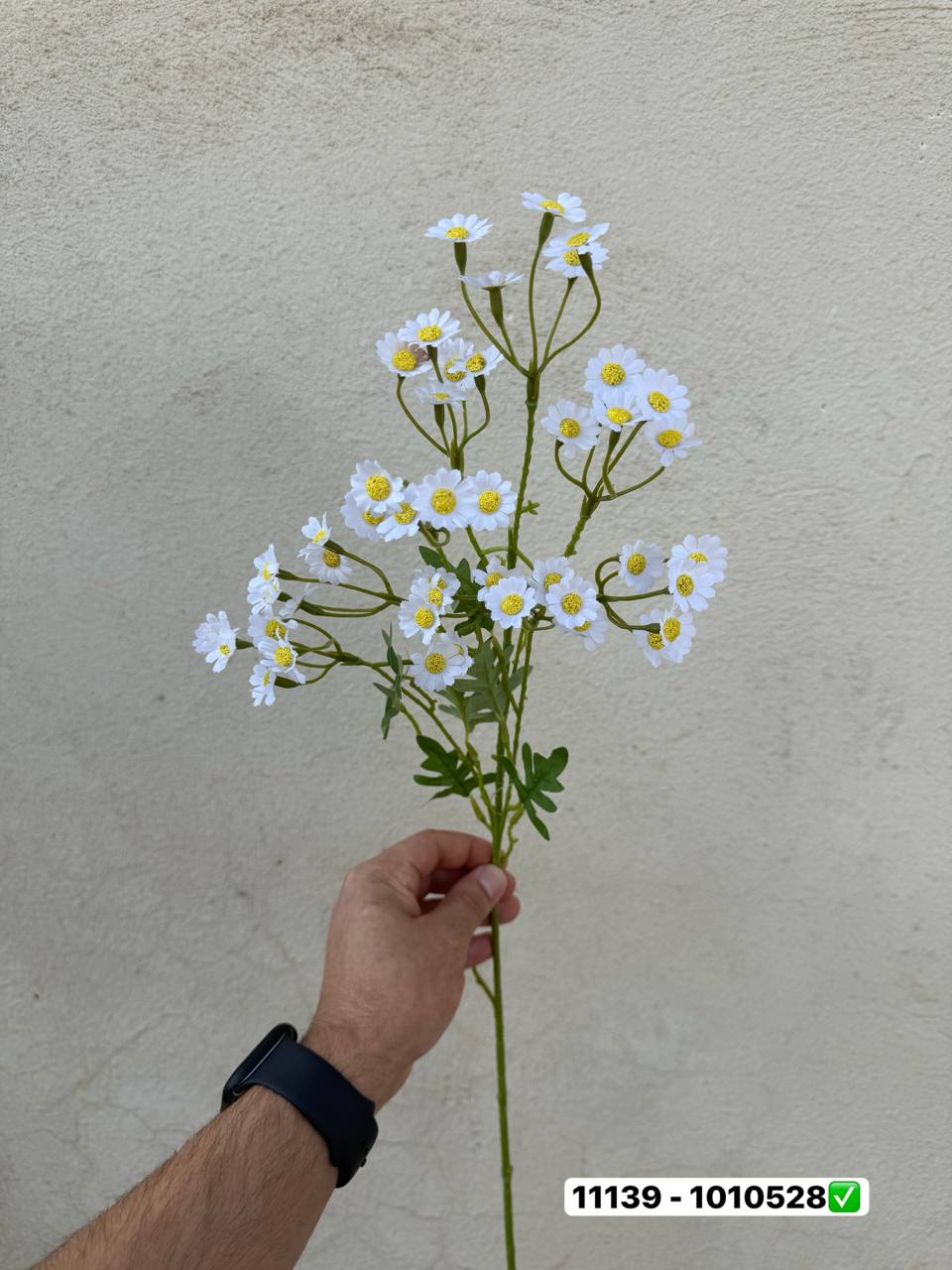 شاخه بابونه وارداتی